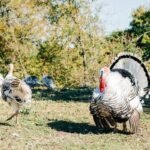 turkey